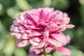 Pink daisy flower macro with copy space. Royalty Free Stock Photo