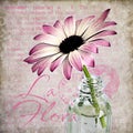 Pink Daisy Flower Mixed Media Art Illustration