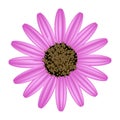 Pink Daisy Flower on A White Background Royalty Free Stock Photo