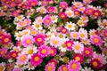 Pink daisy flowers Royalty Free Stock Photo