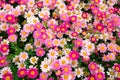 Pink daisy flowers Royalty Free Stock Photo