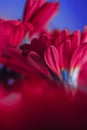 Pink daisy flowers on blue background, floral backdrop and beauty in nature Royalty Free Stock Photo