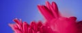 Pink daisy flowers on blue background, floral backdrop and beauty in nature Royalty Free Stock Photo