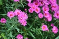 Pink daisy flowers close up