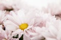 Pink Daisy Flowers Daisies Floral Royalty Free Stock Photo