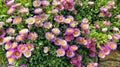 Pink daisy flowers growing on a stone wall