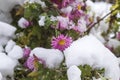 Pink daisy flowers in the snow