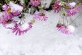 Pink daisy flowers under the white snow