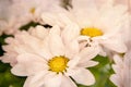 Pink Daisy Flowers White Yellow Daisies Royalty Free Stock Photo