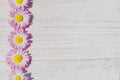 Pink Daisy  flowers on wooden table background with copy space Royalty Free Stock Photo