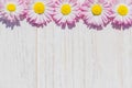 Pink Daisy  flowers on wooden table background with copy space Royalty Free Stock Photo