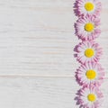 Pink Daisy  flowers on wooden table background with copy space Royalty Free Stock Photo