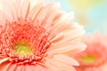 Pink daisy-gerbera Royalty Free Stock Photo