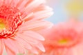 Pink daisy-gerbera Royalty Free Stock Photo