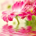 Pink daisy-gerbera