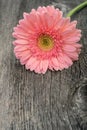 Pink daisy gerbera in pastel tones