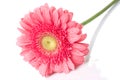 Pink daisy-gerbera with water drops Royalty Free Stock Photo