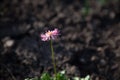 Pink Daisy on the ground