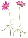 Pink daisy-herbera Royalty Free Stock Photo