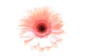 Pink daisy highkey Royalty Free Stock Photo