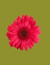 A pink Daisy isolated with greenish background Royalty Free Stock Photo