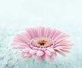 Pink daisy on light blue wooden background