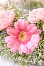 Pink daisy macro Royalty Free Stock Photo