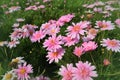 Pink daisy, Osteospermum ecklonis.