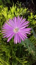 Pink Daisy on Pigface Flower Royalty Free Stock Photo