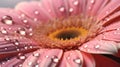 Exquisite Realism: Pink Gerbera With Water Drops In Soft Morning Light Royalty Free Stock Photo