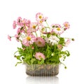 Pink daisy seedling in plastic container isolated on white background Royalty Free Stock Photo