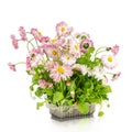 Pink daisy seedling in plastic container isolated on white background Royalty Free Stock Photo