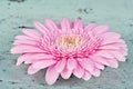 Pink daisy on a wooden background