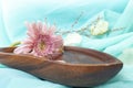 pink daisy in a wooden bowl with water and essential oil, on turquoise background. Royalty Free Stock Photo
