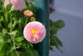 Pink daisy with yellow heart-shaped center outdoors Royalty Free Stock Photo