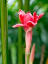 Pink Dala flower or Torch ginger in green garden.