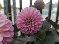 Pink Dalhia Flower
