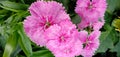 Pink dalhia flower