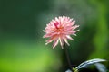 Pink dalia flower