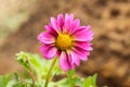 Pink dalia flower with soft background
