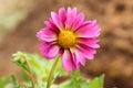 Pink dalia flower with soft defocus background