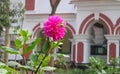 Pink Dalia Ful Flower in front of house garden in Bangladesh