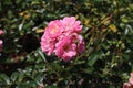 Pink damask rose flower, flowering, deciduous shrub plant in the garden Royalty Free Stock Photo