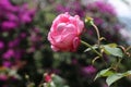 Pink damask rose flower, flowering, deciduous shrub plant in the garden Royalty Free Stock Photo