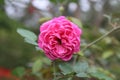 Pink damask rose flower, flowering, deciduous shrub plant in the garden Royalty Free Stock Photo