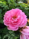 Pink damask rose flower