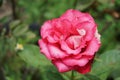 Pink damask rose flower in garden Royalty Free Stock Photo