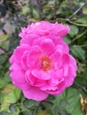 Pink damask rose flower