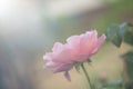 Pink damask rose flower on nature surface with backlit photography