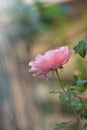 Pink damask rose flower on nature surface with backlit photography